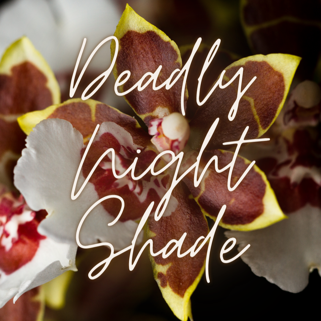 Deadly Night Shade Soy Candle