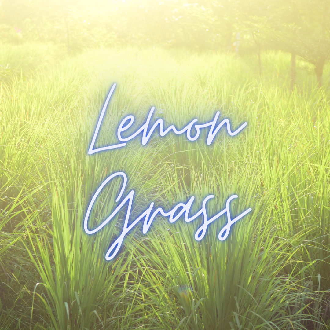 Lemongrass Soy Candle